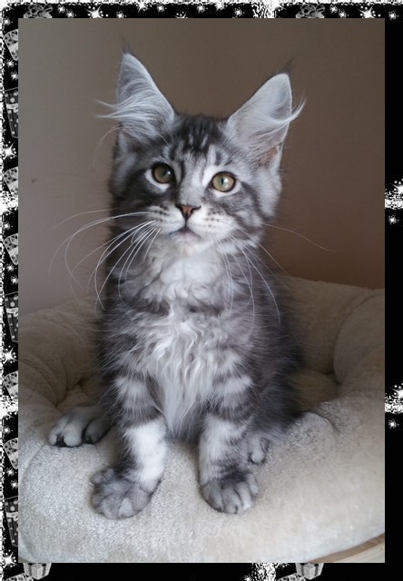 male black silver maine coon 3 joy