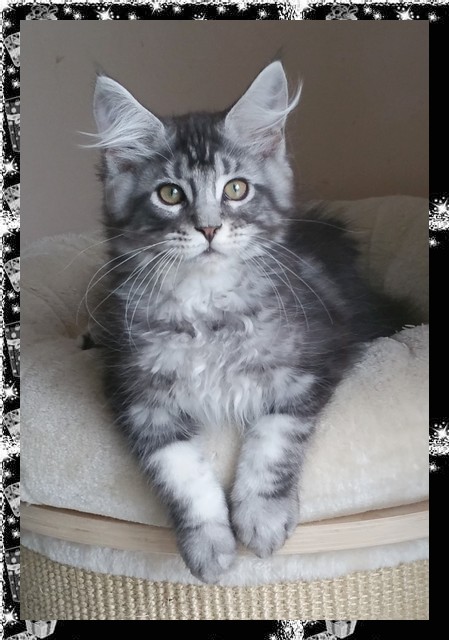 black silver maine coon