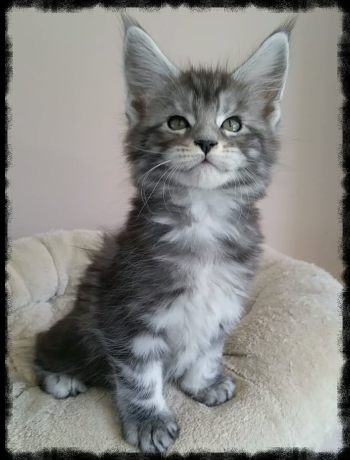 opaline black silver blotched tabby