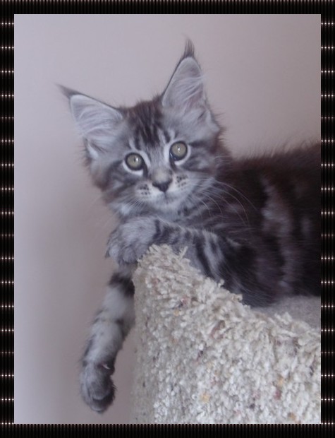 male maine coon black silver blotched tabby