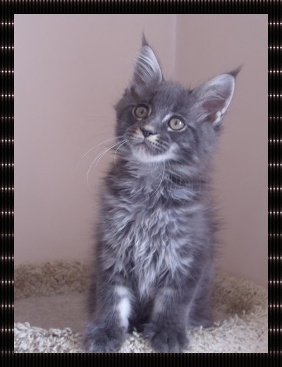 Male Maine Coon Bleu Tabby Bebe Dakota