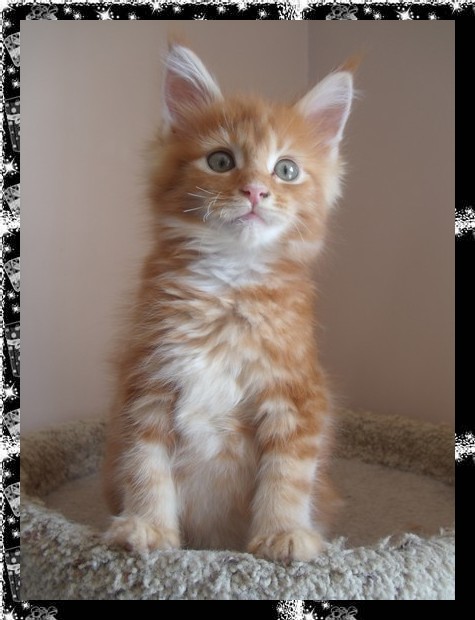 male maine coon red blotched tabby disponible