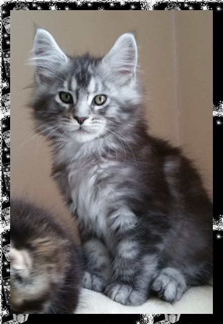 black silver maine coon
